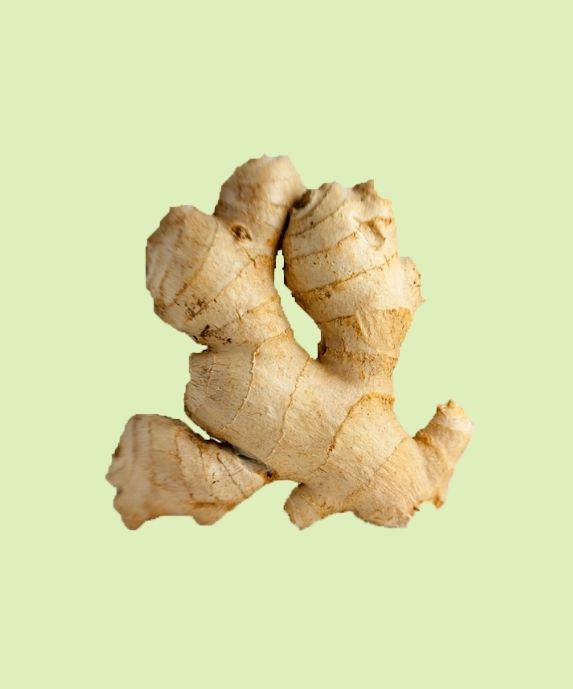 Ginger botanical ingredient